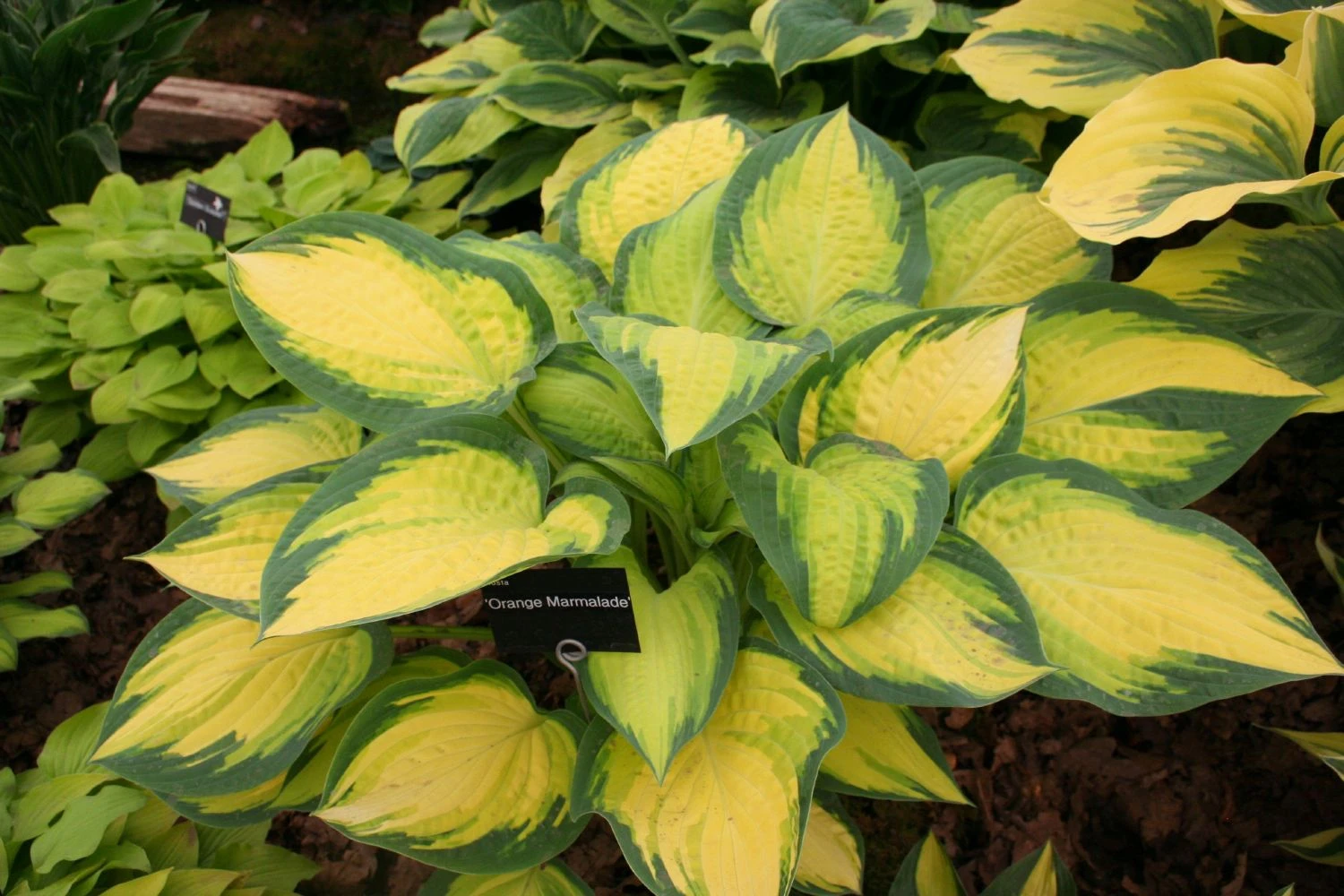 Hosta 'Orange Marmalade' (Funkie | Herzblattlilie) 3 Hosta 'Orange Marmalade' (Funkie | Herzblattlilie)