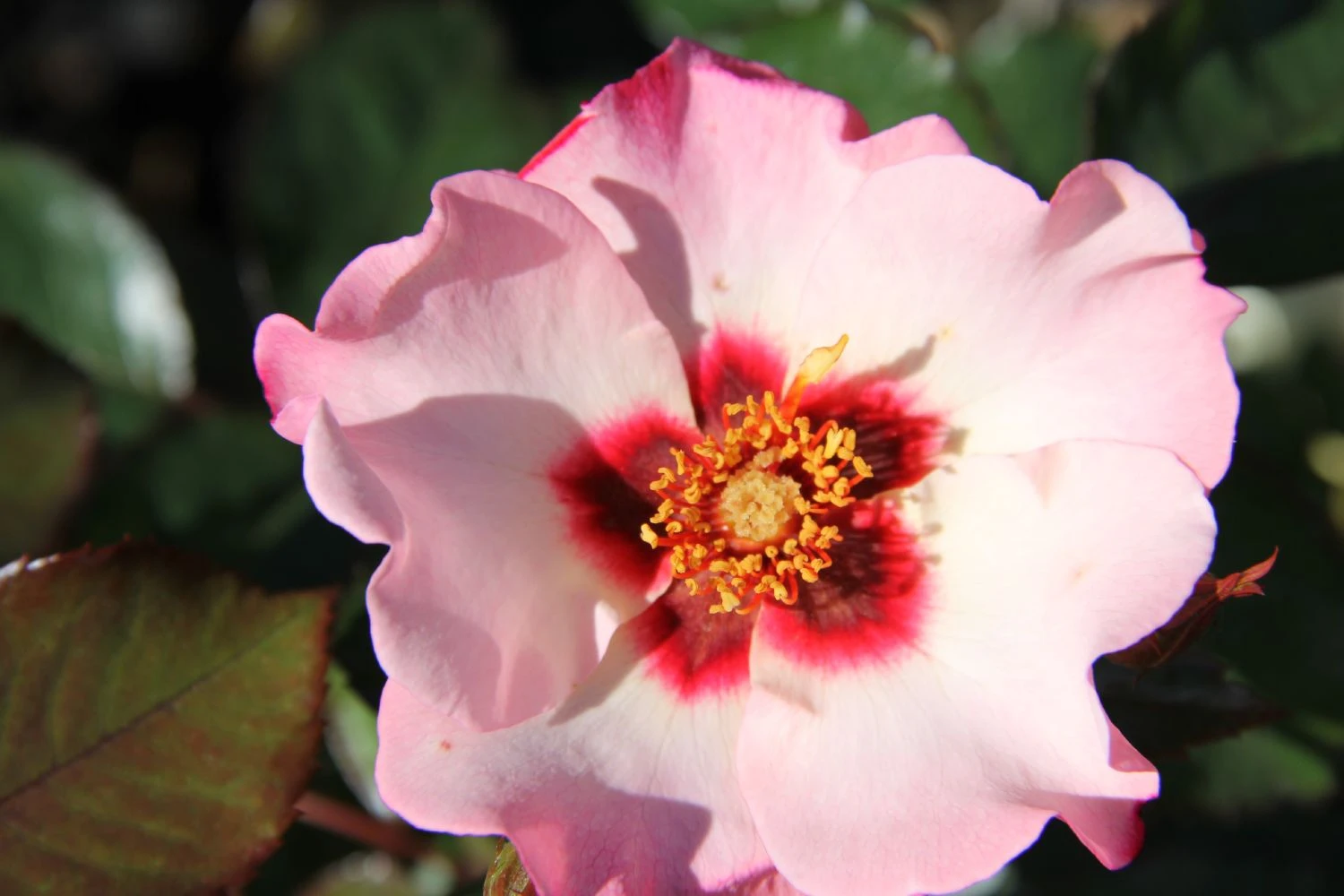 Rose 'Alissar Princess Of Phoenicia' (Persische Rose) 3 Rose 'Alissar Princess Of Phoenicia' (Persische Rose)