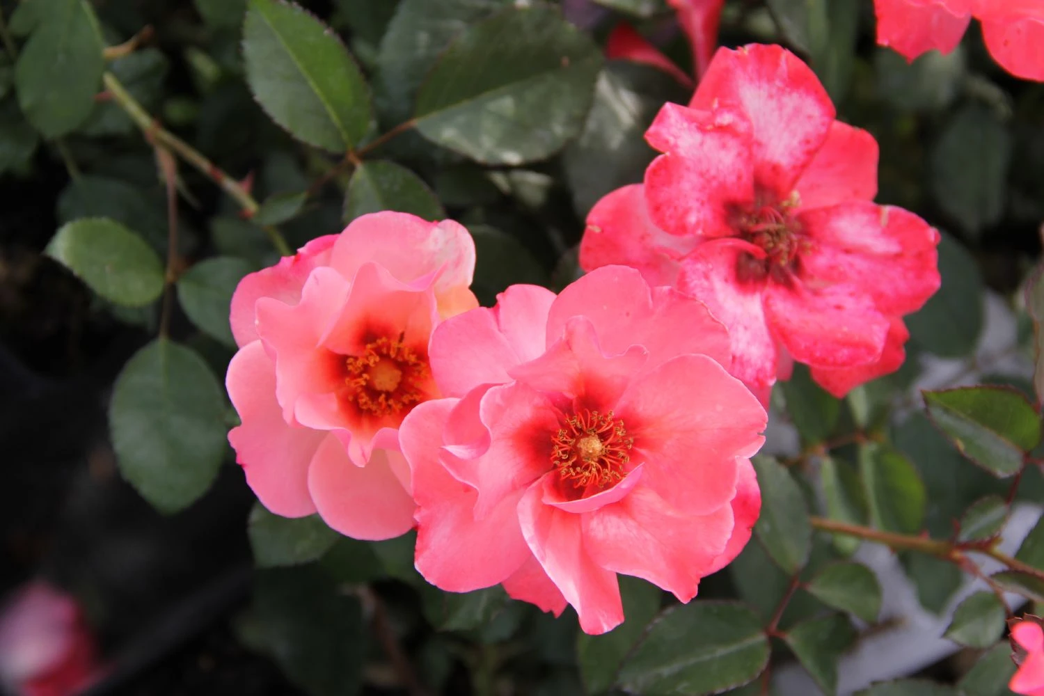 Rose 'Alissar Princess Of Phoenicia' (Persische Rose) 4 Rose 'Alissar Princess Of Phoenicia' (Persische Rose) – Bild 2