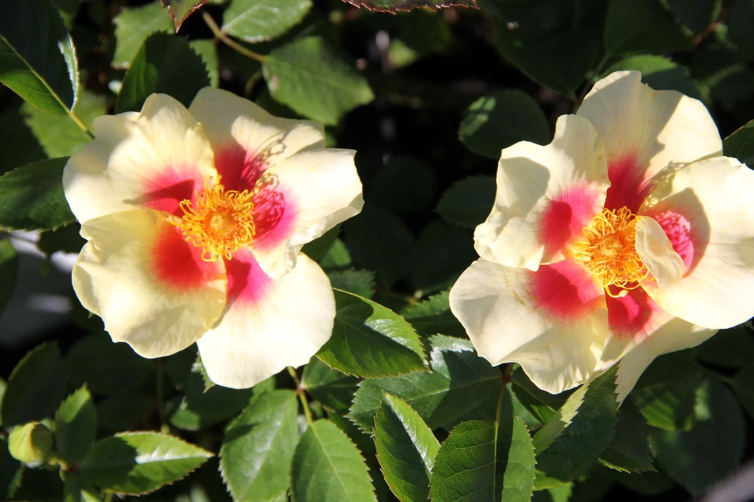 Rose 'Queen Of Sheba' (Persische Rose) 4 Rose 'Queen Of Sheba' (Persische Rose) – Bild 2