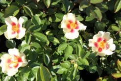 Rose 'Queen Of Sheba' (Persische Rose) 7 Rose 'Queen Of Sheba' (Persische Rose) -StaudenWelt Verkäufe 2002542 Rose 20Queen 20of 20Sheba Persische 20Rose 3