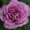 Rose 'Lavender Ice' (Zwergrose | Patiorose) -StaudenWelt Verkäufe 2002547 Rose 20Lavender 20Ice Zwergrose 20 20Patiorose 1