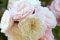 Rose 'Starlet Rose Alina' (Kletterrose)