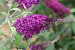Buddleja Buzz® 'Magenta' (Zwerg-Sommerflieder)