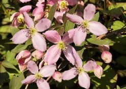 Clematis Montana 'Fragant' (Waldrebe)