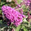 Buddleja Davidii 'Free Petite® Tutti Frutti' (Zwerg-Sommerflieder)