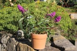 Buddleja Davidii 'Free Petite® Tutti Frutti' (Zwerg-Sommerflieder) -StaudenWelt Verkäufe 2002911 Buddleja 20davidii 20Free 20Petite 20Tutti 20Frutti Zwerg Sommerflieder 3
