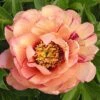 Paeonia Itoh-Hybride 'Callie's Memory' (Intersektionelle Pfingstrose) -StaudenWelt Verkäufe 2002917 Paeonia 20Itoh Hybride 20Callies 20Memory Intersektionelle 20Pfingstrose 1