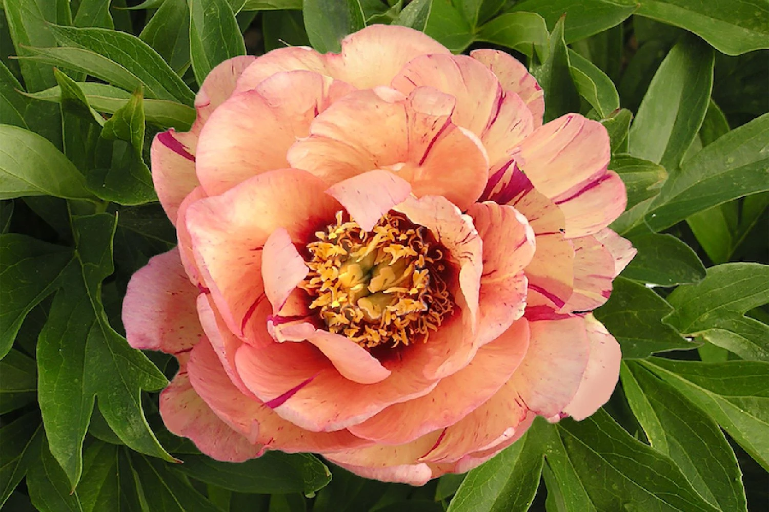 Paeonia Itoh-Hybride 'Callie's Memory' (Intersektionelle Pfingstrose) 3 Paeonia Itoh-Hybride 'Callie's Memory' (Intersektionelle Pfingstrose)