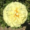 Paeonia Lactiflora 'Lemon Chiffon' (Staudenpfingstrose)