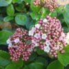 Viburnum Tinus 'Lisa Rose' (Lorbeer-Schneeball) -StaudenWelt Verkäufe 2003478 Viburnum 20tinus 20Lisa 20Rose Lorbeer Schneeball 1