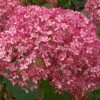 Hydrangea Arborescens 'Pink Annabelle' (Ballhortensie) -StaudenWelt Verkäufe 2003488 Hydrangea 20arborescens 20Pink 20Annabelle Ballhortensie 1