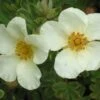 Potentilla Fruticosa 'Crème Brulée' (Fingerstrauch) -StaudenWelt Verkäufe 2003536 Potentilla 20fruticosa 20Crme 20Brule Fingerstrauch 1