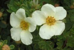 Potentilla Fruticosa 'Crème Brulée' (Fingerstrauch)
