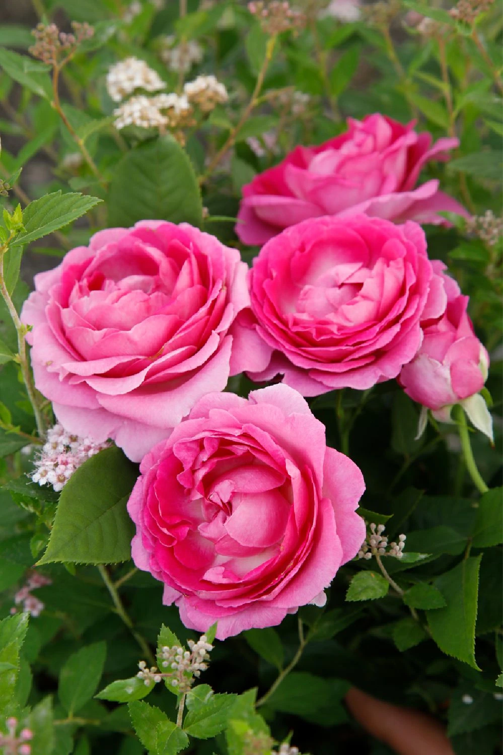 Rose 'Fräulein Maria' (Beetrose) 4 Rose 'Fräulein Maria' (Beetrose) – Bild 2