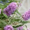 Buddleja Buzz® 'Violet' (Zwerg-Sommerflieder) -StaudenWelt Verkäufe 2003767 Buddleja 20Buzz 20Violet Zwerg Sommerflieder 1