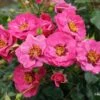 Rose 'Orienta® Djamila' (Persische Rose) -StaudenWelt Verkäufe 2003900 Rose 20Orienta 20Djamila Persische 20Rose 1 3f21b0db 91ae 4ab7 9767 9d691db50b48