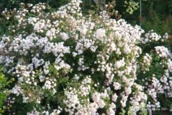 Rose 'Guirlande Rose' (Rambler) -StaudenWelt Verkäufe 2003913 Rose 20Guirlande 20Rose Rambler 3