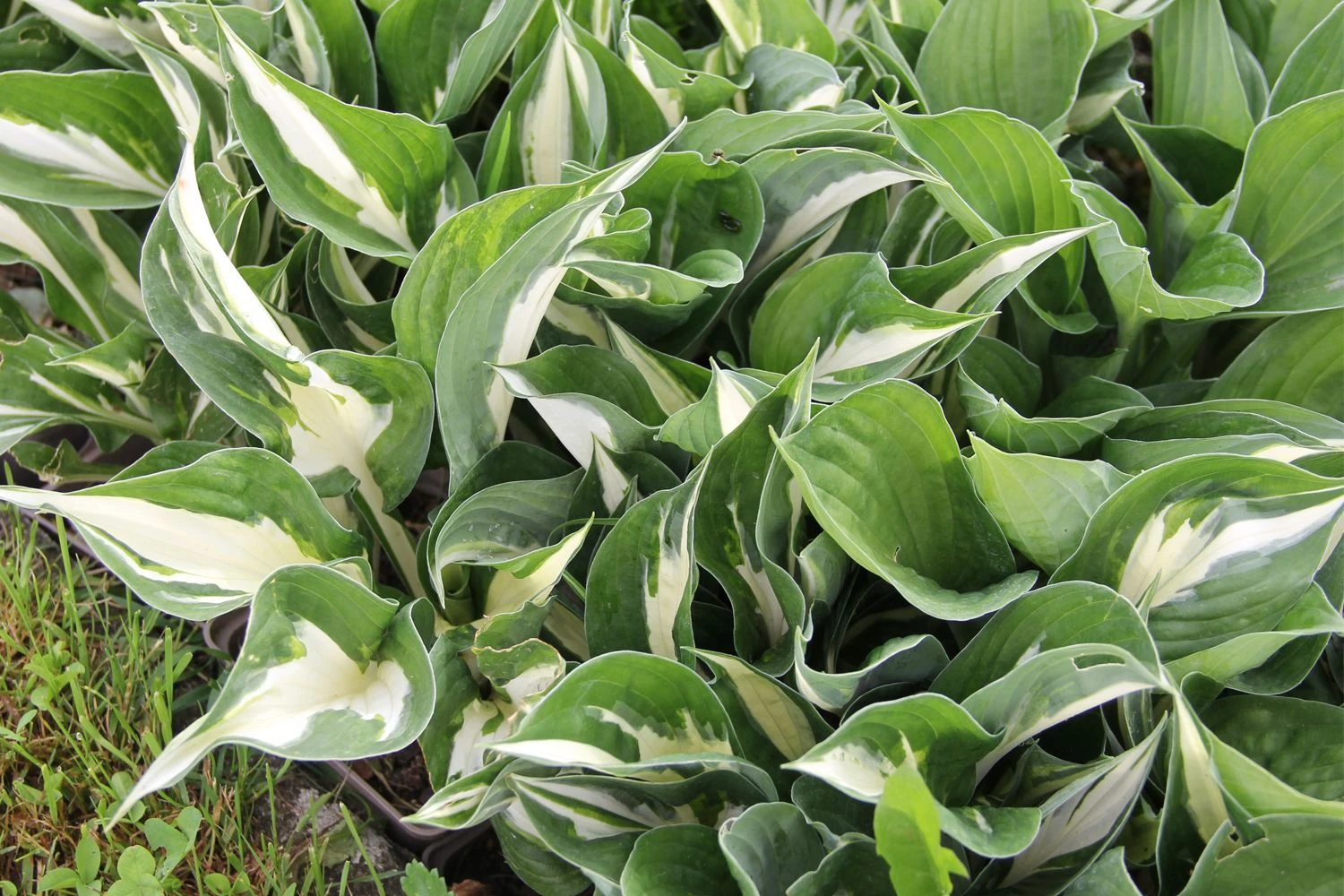 Hosta 'Amazone' (Funkie) 3 Hosta 'Amazone' (Funkie)