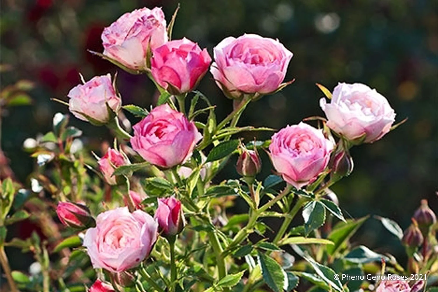 Rose 'Blush Pixie' (Zwergrose | Patiorose) 3 Rose 'Blush Pixie' (Zwergrose | Patiorose)