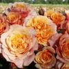 Rose 'La Villa Cotta' (Strauchrose)