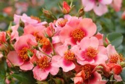 Rose 'Orienta® Shila' (Persische Rose)