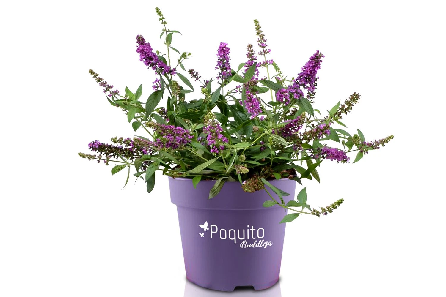 Buddleja Davidii POQUITO ® 'Orchid Annie' (Sommerflieder) 4 Buddleja Davidii POQUITO ® 'Orchid Annie' (Sommerflieder) – Bild 3