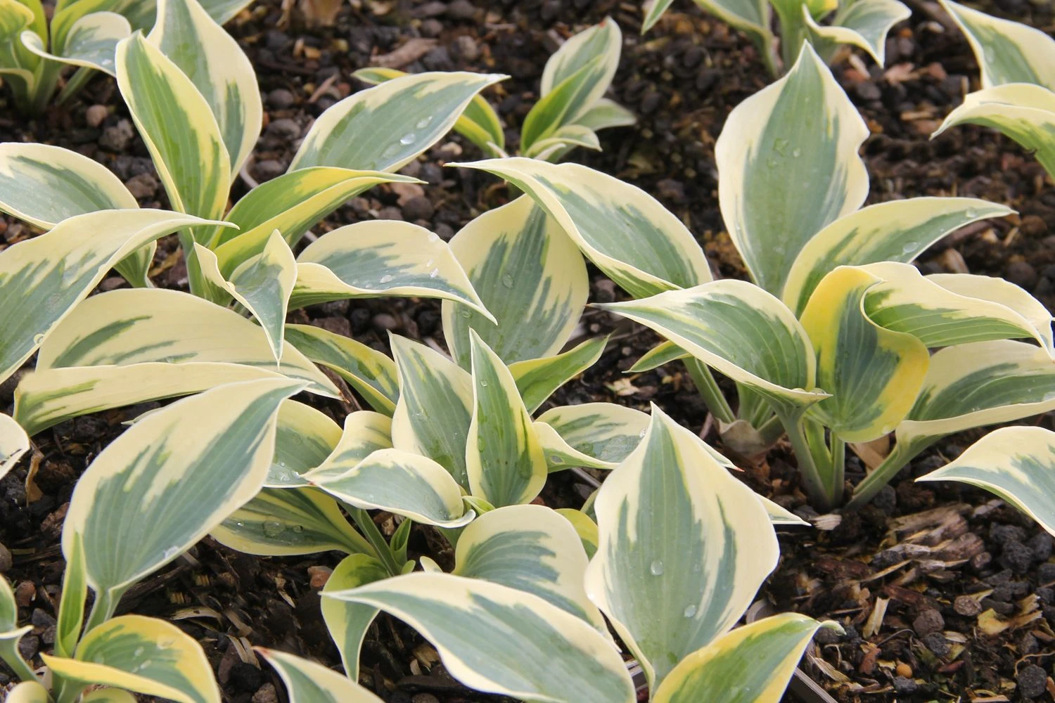 Hosta 'Autumn Frost' (Funkie | Herzblattlilie) 3 Hosta 'Autumn Frost' (Funkie | Herzblattlilie)