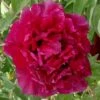 Paeonia Rockii 'Hei Mei Gui' (Strauchpfingstrose 'Schwarze Rose') -StaudenWelt Verkäufe 2004642 Paeonia 20rockii 20Hei 20Mei 20Gui Strauchpfingstrose 20Schwarze 20Rose 1 20423408 6b74 45e0 8c69 7aaa48d3583f