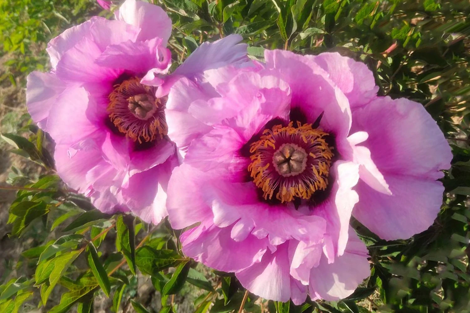 Paeonia Rockii 'Hui He' (Strauchpfingstrose 'Grauer Kranich') 4 Paeonia Rockii 'Hui He' (Strauchpfingstrose 'Grauer Kranich') – Bild 2