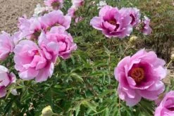 Paeonia Rockii 'Hui He' (Strauchpfingstrose 'Grauer Kranich') 7 Paeonia Rockii 'Hui He' (Strauchpfingstrose 'Grauer Kranich') -StaudenWelt Verkäufe 2004643 Paeonia 20rockii 20Hui 20He Strauchpfingstrose 20Grauer 20Kranich 3 495c385f 911b 4ba2 b995 8dafc4d5371b