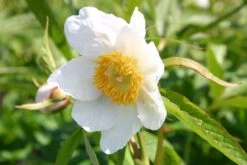 Paeonia 'Late Windflower' (Himalaya-Pfingstrosen-Kreuzung)