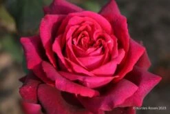 Rose 'Gräfin Diana' (Edelrose)