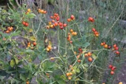 Rose Canina (Hundsrose) -StaudenWelt Verkäufe 21650 Rose 20canina Hundsrose 3