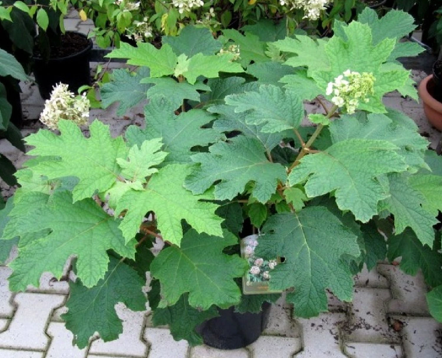 Hydrangea Quercifolia 'Snowflake' (Eichblatthortensie) 4 Hydrangea Quercifolia 'Snowflake' (Eichblatthortensie) – Bild 2