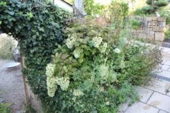 Hydrangea Quercifolia 'Snowflake' (Eichblatthortensie) 7 Hydrangea Quercifolia 'Snowflake' (Eichblatthortensie) -StaudenWelt Verkäufe 26213 Hydrangea 20quercifolia 20Snowflake Eichblatthortensie 3 a61cacee 0d17 41dd b193 c78451a21a06