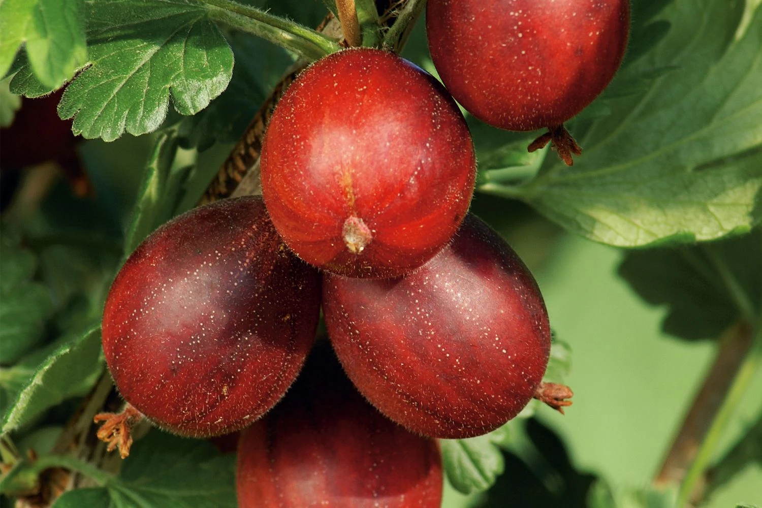 Ribes Uva-crispa 'Hinnonmäki Rot' CAC (Rote Stachelbeere) 3 Ribes Uva-crispa 'Hinnonmäki Rot' CAC (Rote Stachelbeere)