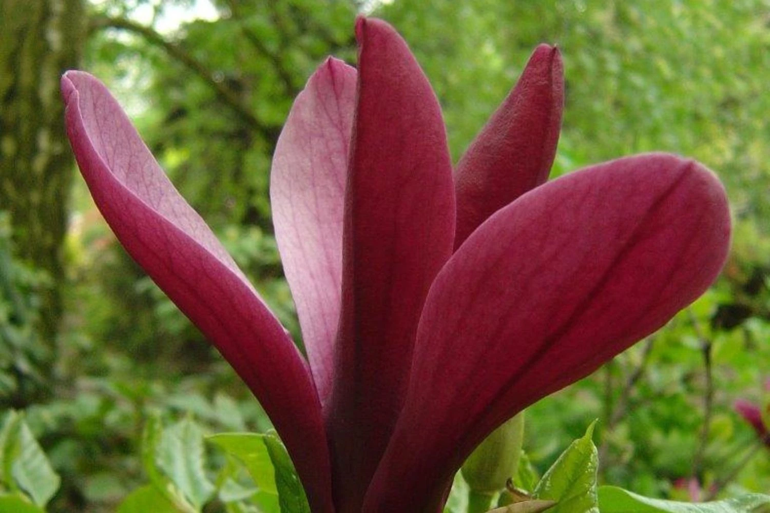 Magnolia Liliiflora 'Nigra' (Purpur-Magnolie) 3 Magnolia Liliiflora 'Nigra' (Purpur-Magnolie)