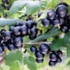 Ribes Nigrum 'Bona' (Schwarze Johannisbeere) -StaudenWelt Verkäufe 32649 Ribes 20nigrum 20Bona Schwarze 20Johannisbeere 1