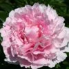 Paeonia Lactiflora 'Sarah Bernhardt' (Staudenpfingstrose)