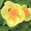 Paeonia Mlokosewitschii (Gelbblühende Kaukasus-Pfingstrose) -StaudenWelt Verkäufe 3410 Paeonia 20mlokosewitschii Gelbbluehende 20Kaukasus Pfingstrose 1