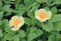 Paeonia Mlokosewitschii (Gelbblühende Kaukasus-Pfingstrose) -StaudenWelt Verkäufe 3410 Paeonia 20mlokosewitschii Gelbbluehende 20Kaukasus Pfingstrose 2