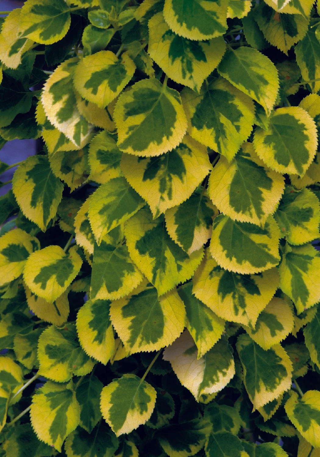 Hydrangea Petiolaris 'Miranda' (Panaschierte Kletterhortensie) 3 Hydrangea Petiolaris 'Miranda' (Panaschierte Kletterhortensie)