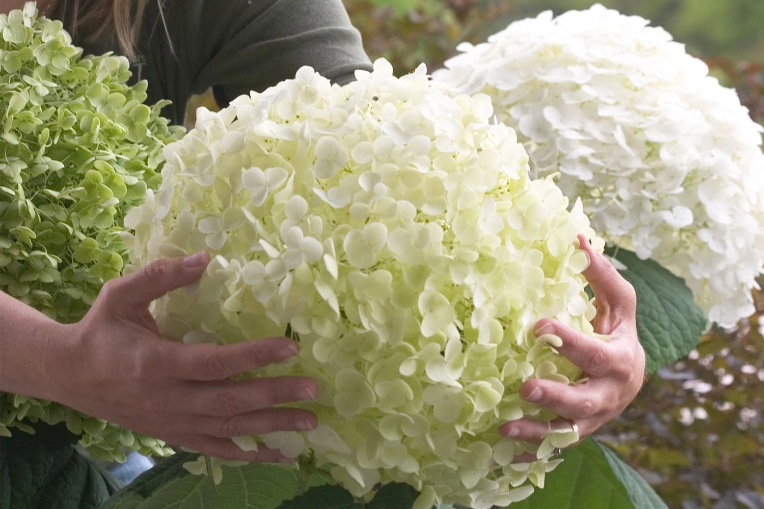 Hydrangea Arborescens 'Strong Annabelle' (Ballhortensie) 3 Hydrangea Arborescens 'Strong Annabelle' (Ballhortensie)