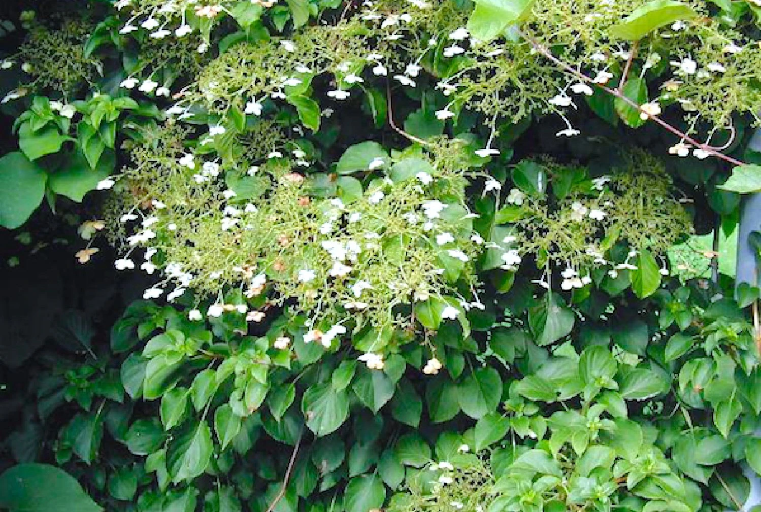 Hydrangea Petiolaris (Kletterhortensie) 3 Hydrangea Petiolaris (Kletterhortensie)