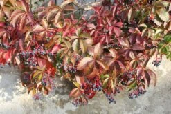Parthenocissus Quinquefolia 'Engelmannii' (Engelmanns-Wilder-Wein)