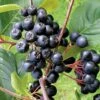 Aronia Melanocarpa 'Viking' (Apfelbeere) -StaudenWelt Verkäufe 46820 Aronia 20melanocarpa 20Viking Apfelbeere 1 1ae39739 6320 46f2 bc43 3e8098f831bf