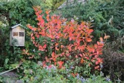 Aronia Melanocarpa 'Viking' (Apfelbeere) -StaudenWelt Verkäufe 46820 Aronia 20melanocarpa 20Viking Apfelbeere 3 65a8125b d09c 401e 9db8 4123198ccd7b