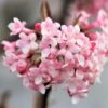 Viburnum X Bodnantense 'Dawn' (Duftender Winter-Schneeball) -StaudenWelt Verkäufe 47800 Viburnum 20x 20bodnantense 20Dawn Duftender 20Winter Schneeball 1