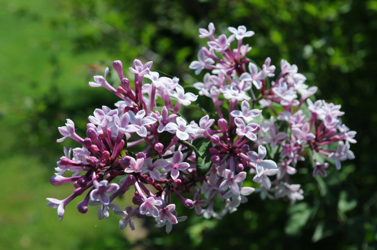 Syringa Microphylla 'Superba' (Flieder) 3 Syringa Microphylla 'Superba' (Flieder)